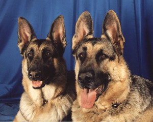 750px-German_Shepherd_Dogs_portrait