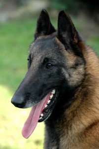 Belgian_Malinois_01