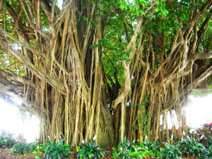 Mangrove tree