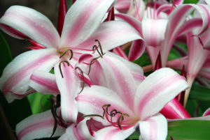 Seychelles lily