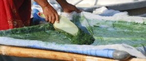 Spirulina culture, Madurai, India. Source: Antenna Foundation