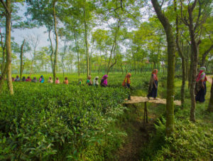 Teatulia plantation, Bangladesh