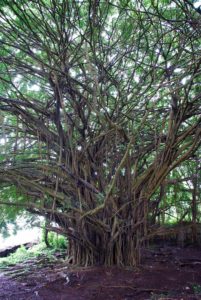 Baobab tree in Hawaii