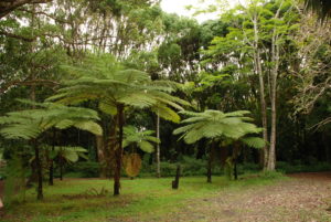 Trees in a Mauritius park