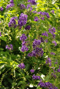 Heliotrope on a Mauritius cane sugar plantation