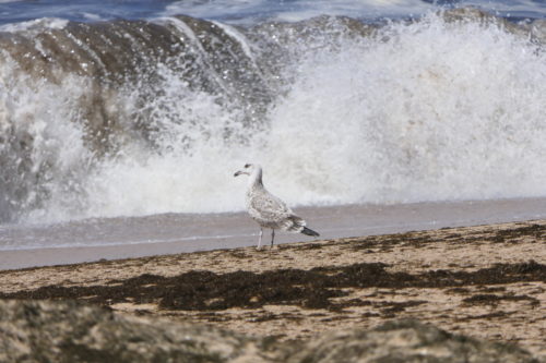 Bird on beach in Portugal