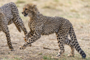 Running cheetah cubs by Tambako the Jaguar, licensed with CC BY-ND 2.0.