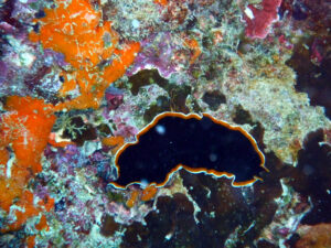 Great Barrier Reef, Australia ©dcarsprungli