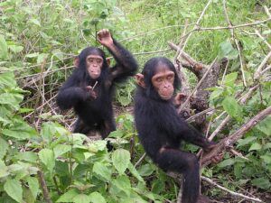 Young chimpanzees from Jane Goodall sanctuary of Tchimpounga (Congo Brazzaville)