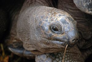 Great tortoise, Seychelles