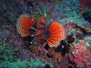 Firefish, Seychelles