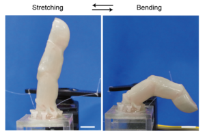 Robotic finger bending. The main advantage of growing skin on the finger directly is that it’s always going to be a perfect fit, allowing the device to bend easily. If the skin was cut from a flat sheet and adhered to the finger, the imperfect shapes and seams would interfere with the movement. ©2022 Takeuchi et al.