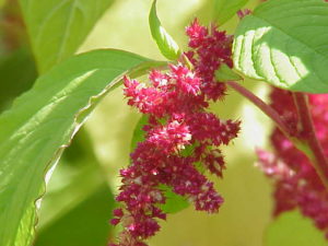 Amaranth. Source: Kurt Stüber [1], CC BY-SA 3.0 <http://creativecommons.org/licenses/by-sa/3.0/>, via Wikimedia Commons