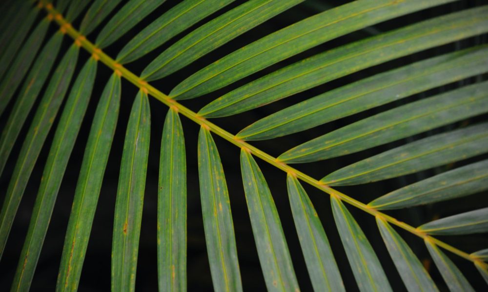 Areca palm leaf