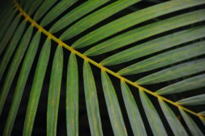 Areca palm leaf