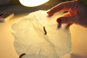 Waxworm decomposing plastic bag - Credit: CSIC Communications Department