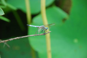 Dragonfly on a branch Credit: ©dcarsprungli
