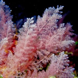 Red seaweed