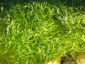 Green seaweed