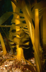 Brown seaweed