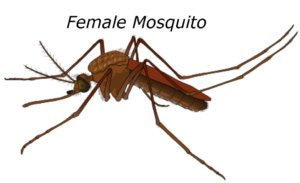 Female mosquito