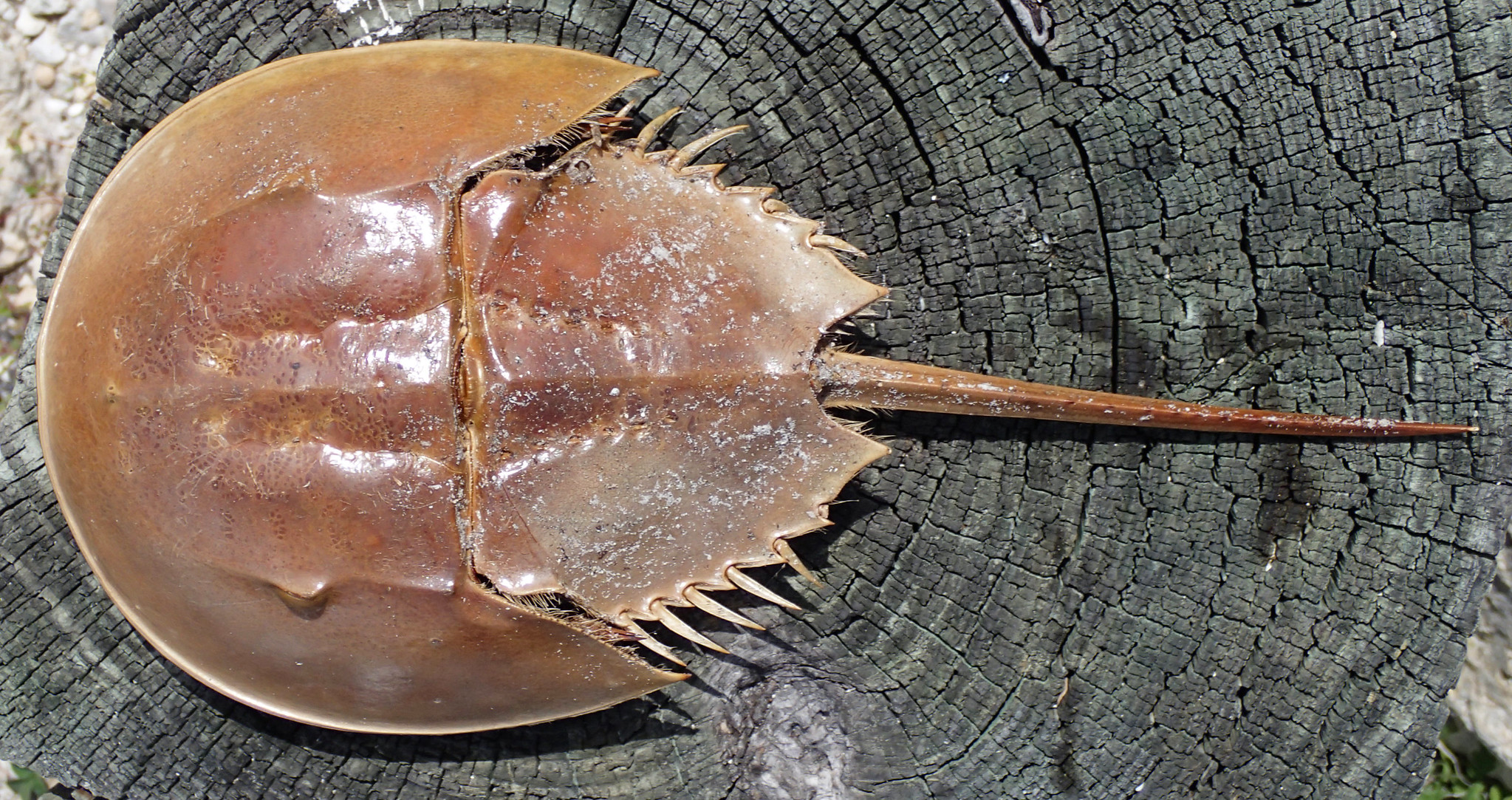 Horseshoe crab