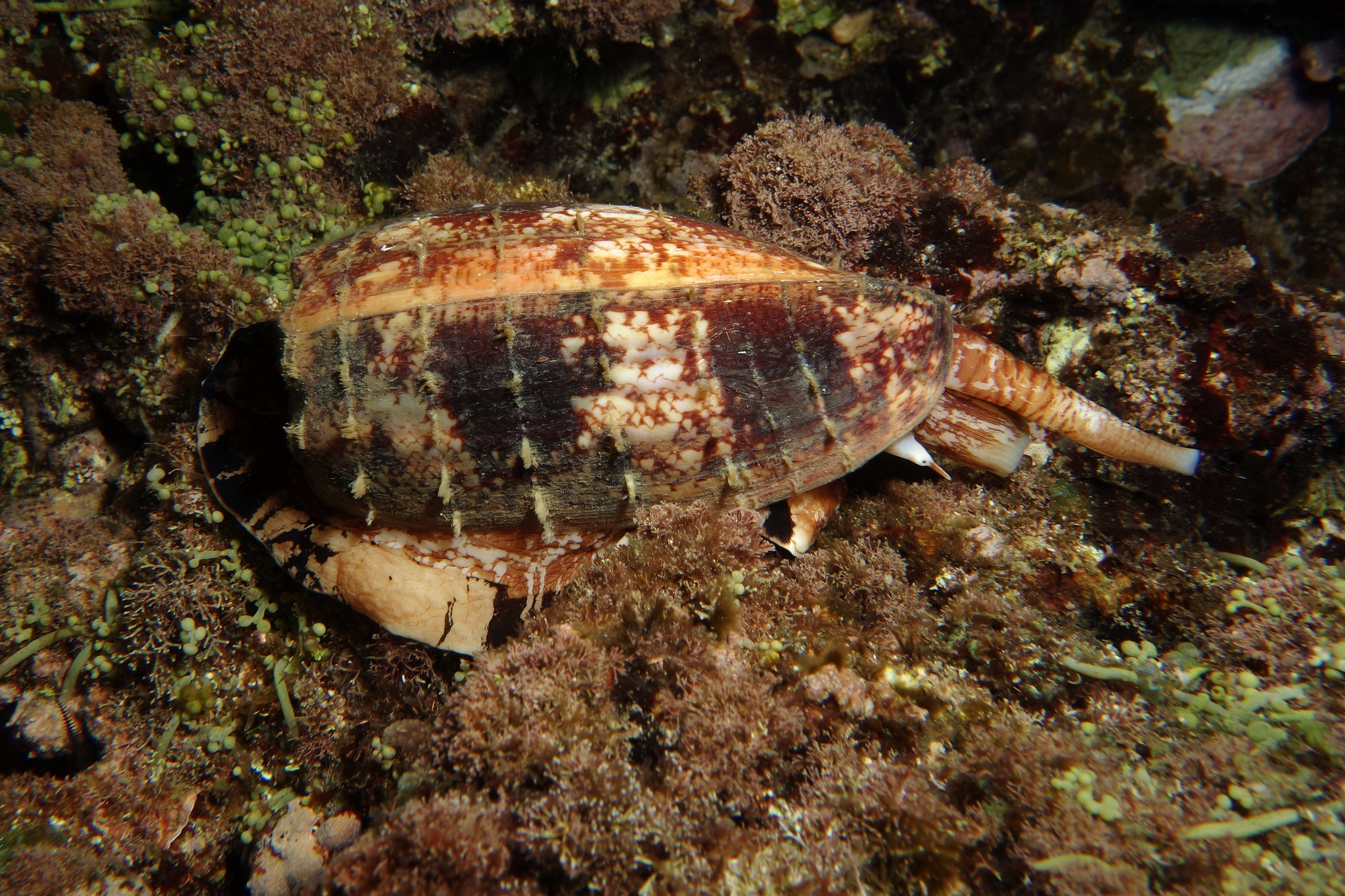 Cone snail (Conus geographus)