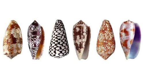 Cone shells from Indo-Pacific