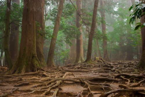 Forest root system wood-wide web