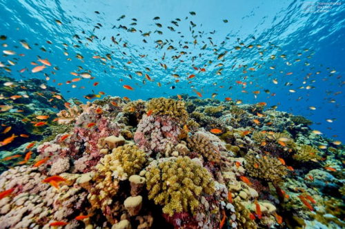 Red Sea Corals - Reefs of Hope