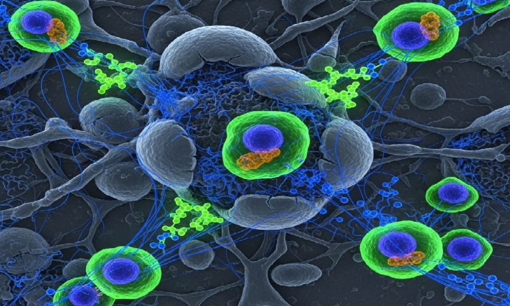 stem cell regeneration process