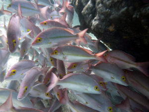 School of fish, Great Barrier Reef