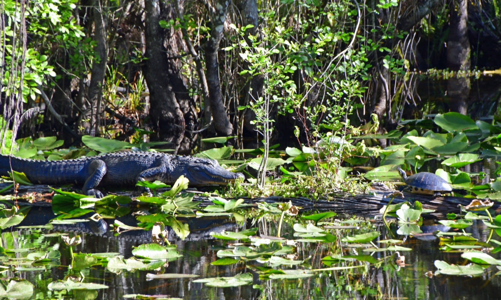 Aligator in a Florida swamp