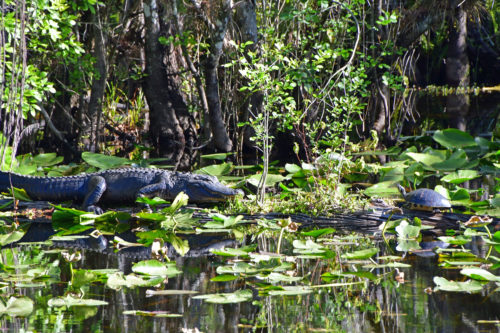 Aligator in a Florida swamp