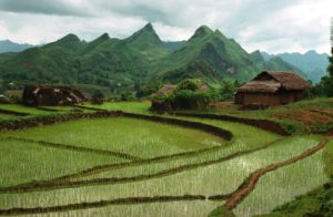 Terraced rice paddies in Vietnam. Image by Tran Thi Hoa/World Bank via Flickr (CC BY-NC-ND 2.0)