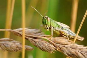 Desert locust. Credit: christels via Pixabay