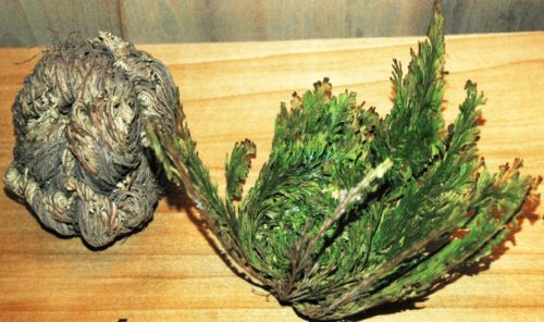 Selaginella lepidophylla, resurrection plant from Mexico