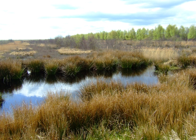 Bogs, Humber Peatlands