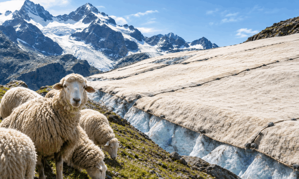 Sheep's Wool to Help Save Glaciers