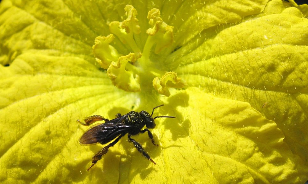 Meliponini bee