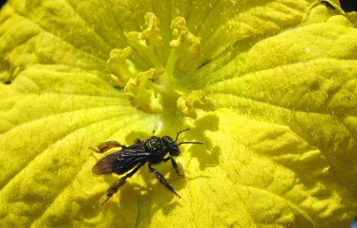 Meliponini bee