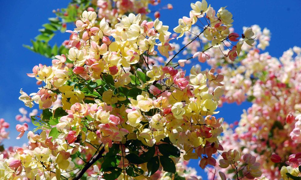 Rainbow shower tree (Cassiaxnealiae)