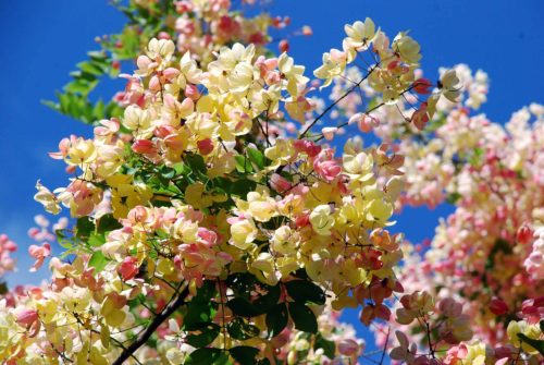 Rainbow shower tree (Cassiaxnealiae)