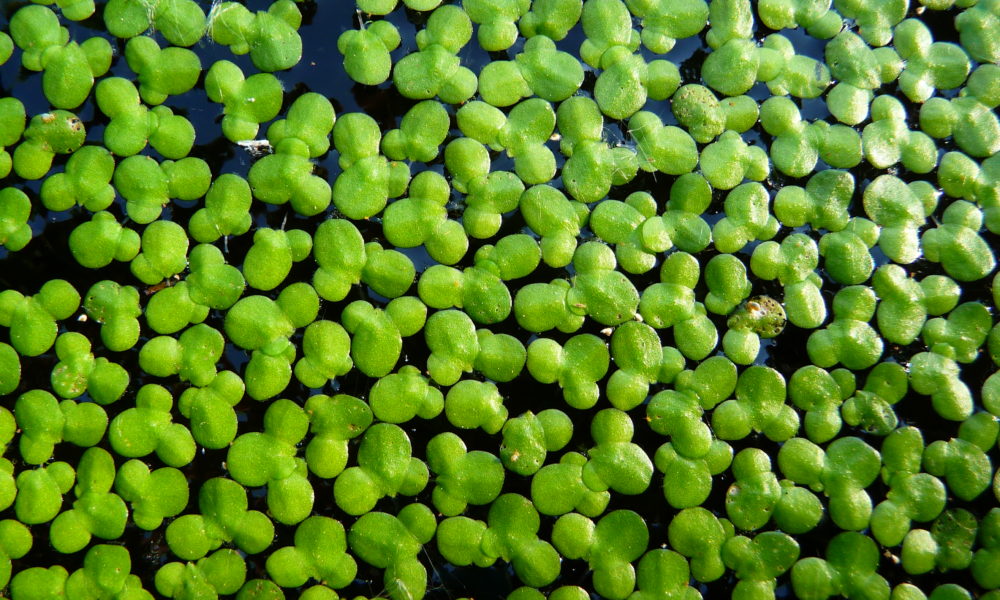Water lentils 3268zauber, CC BY-SA 3.0 Source: , via Wikimedia Commons