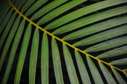Areca palm leaf