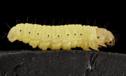 Waxworm By Sam Droege - https://www.flickr.com/photos/54563451@N08/19051745004/, Public Domain, https://commons.wikimedia.org/w/index.php?curid=41690212