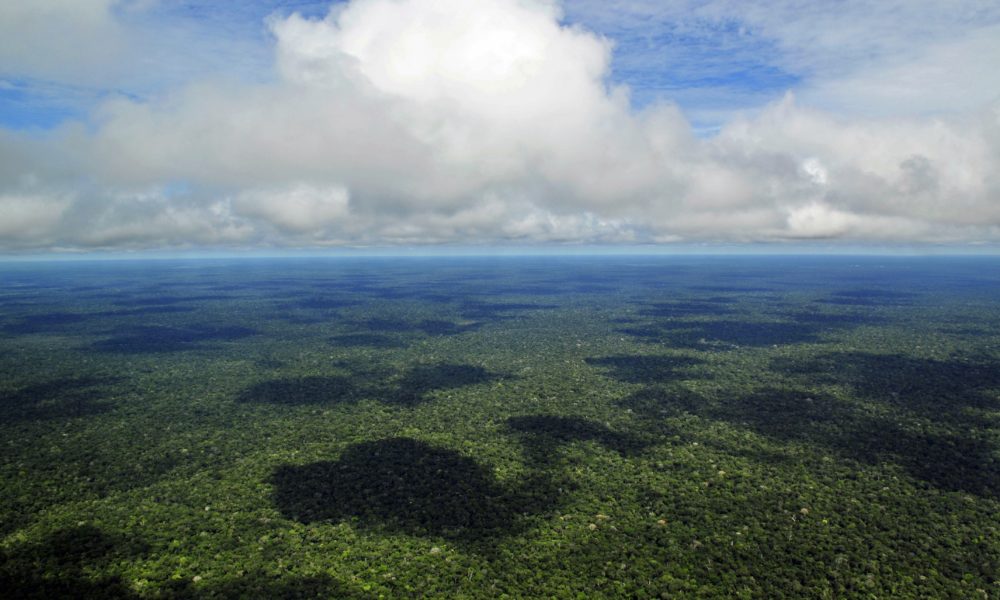 Amazon Rainforest, near Manaus