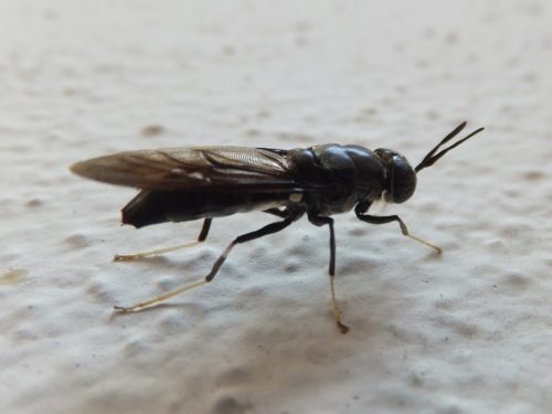 black soldier fly