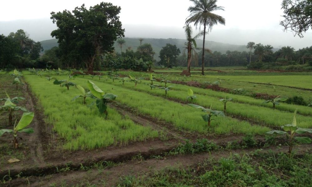 Vathaba - Integrated Agriculture - Rice grown in a banana plantation