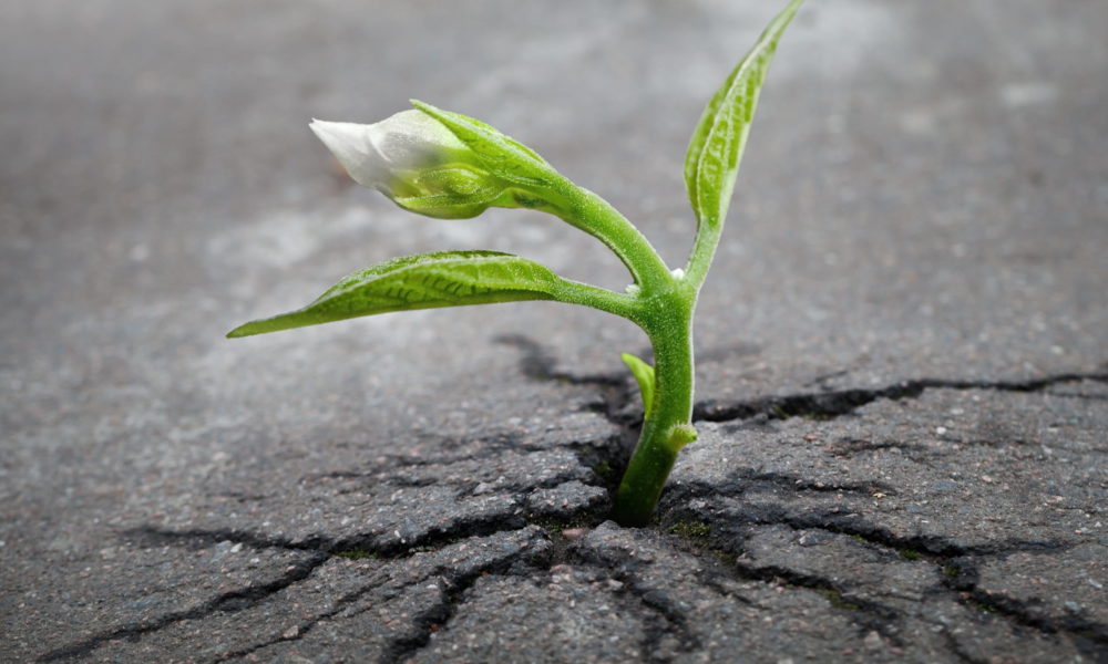 post-traumatic growth